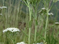 achillea-millefolium
