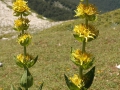 gentiana-lutea